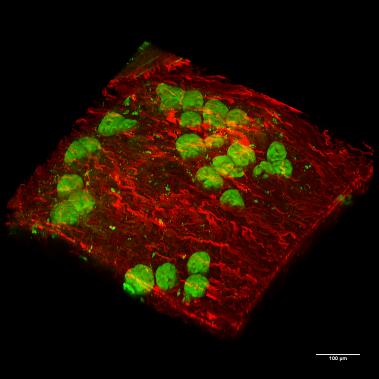 Featured image for Image and Movie Gallery