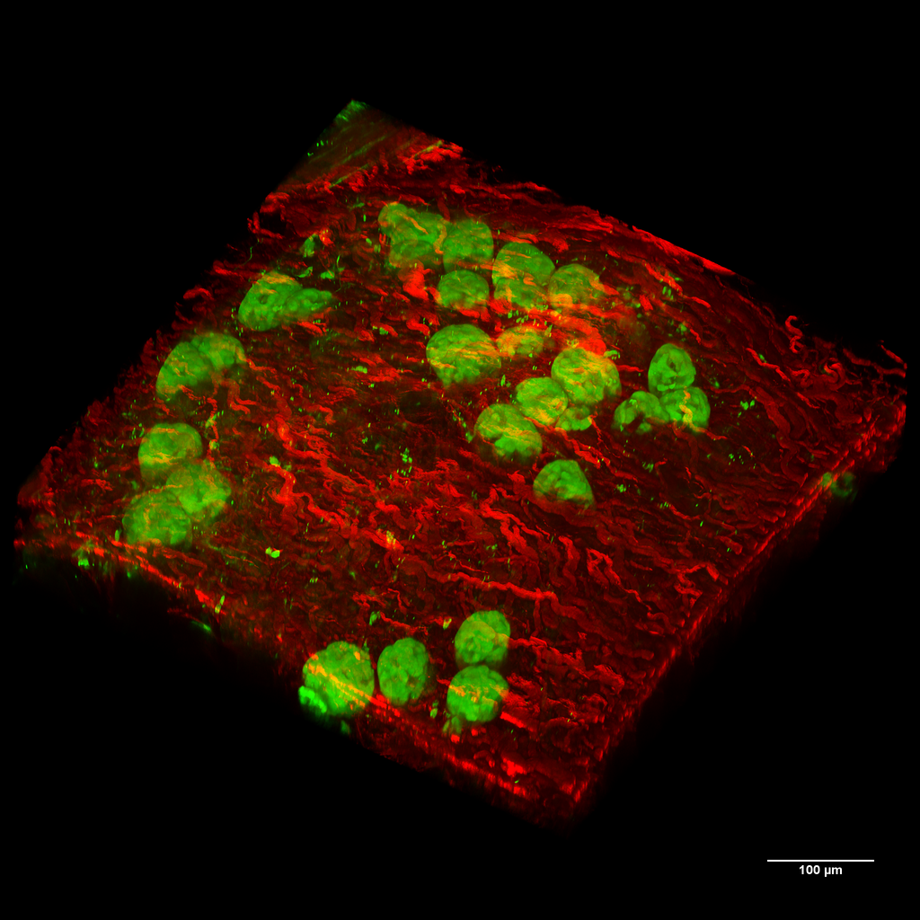 Image and Movie Gallery